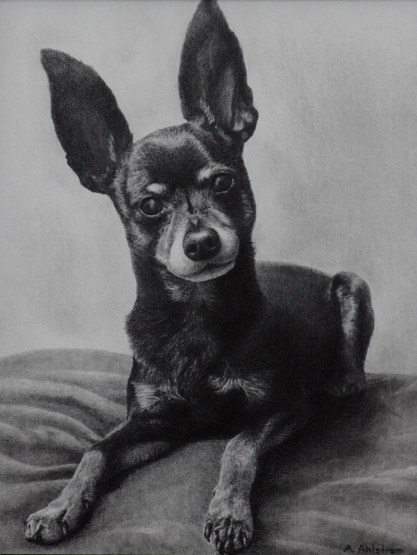 Commission Pet Portrait, 2021, Graphite on Illustration Board