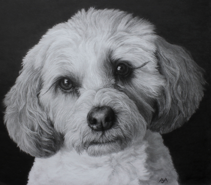 Miss Molly, 2021, Graphite on Illustration Board